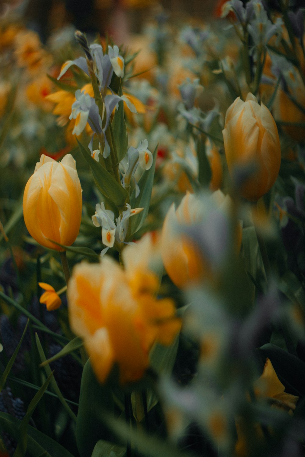 ein Feld voller gelber und weißer Blumen