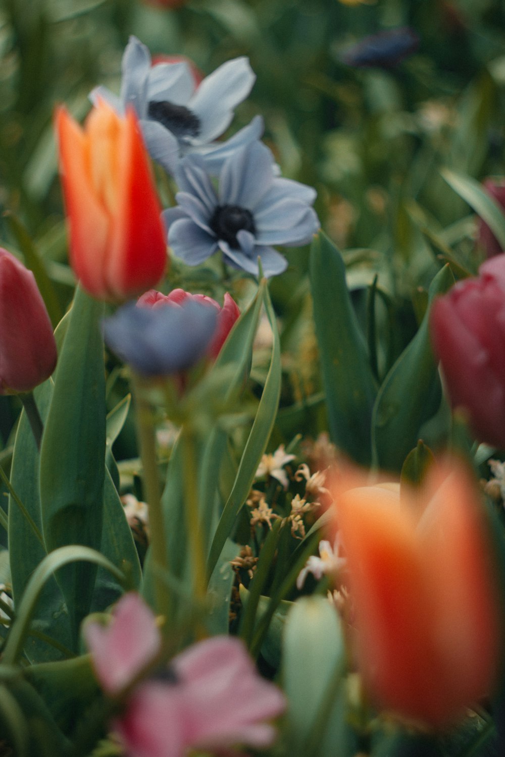 un ramo de flores que están en la hierba