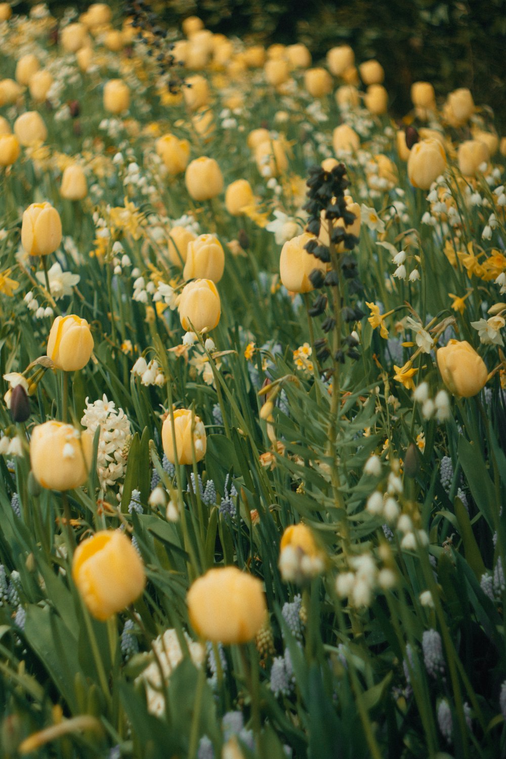 Un campo lleno de flores amarillas y blancas