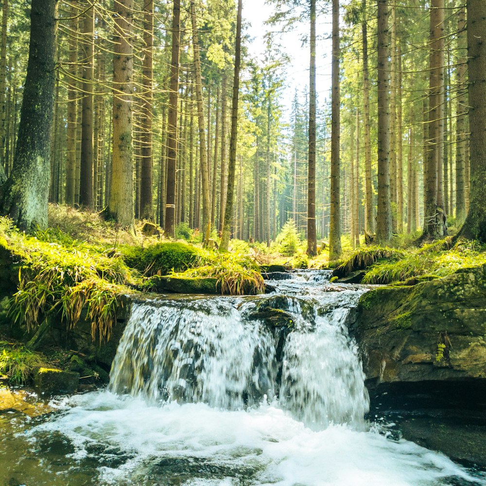 a small waterfall in the middle of a forest