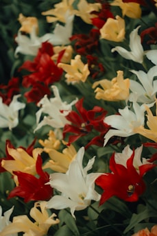 A vibrant display of various tulip flowers.