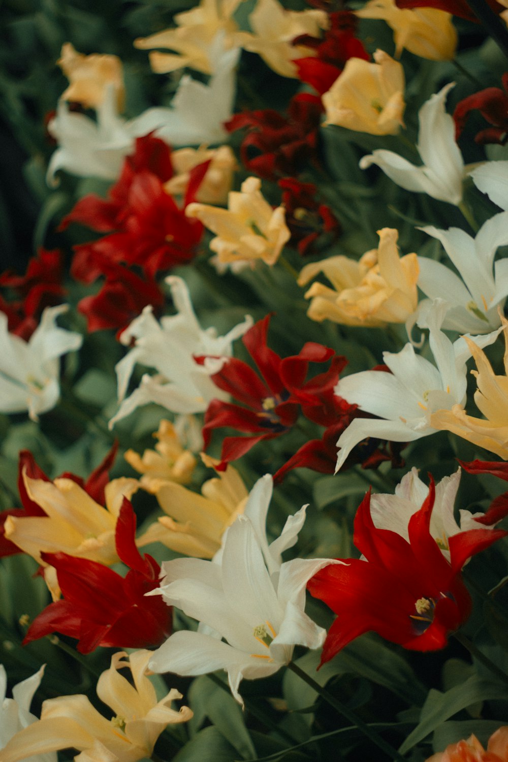 ein Strauß Blumen, die im Gras sind