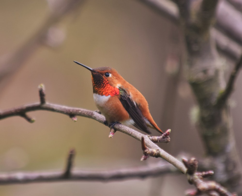 a small bird sitting on a branch of a tree