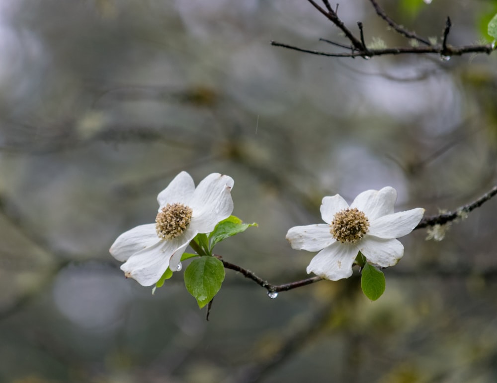 a couple of white flowers on a tree branch