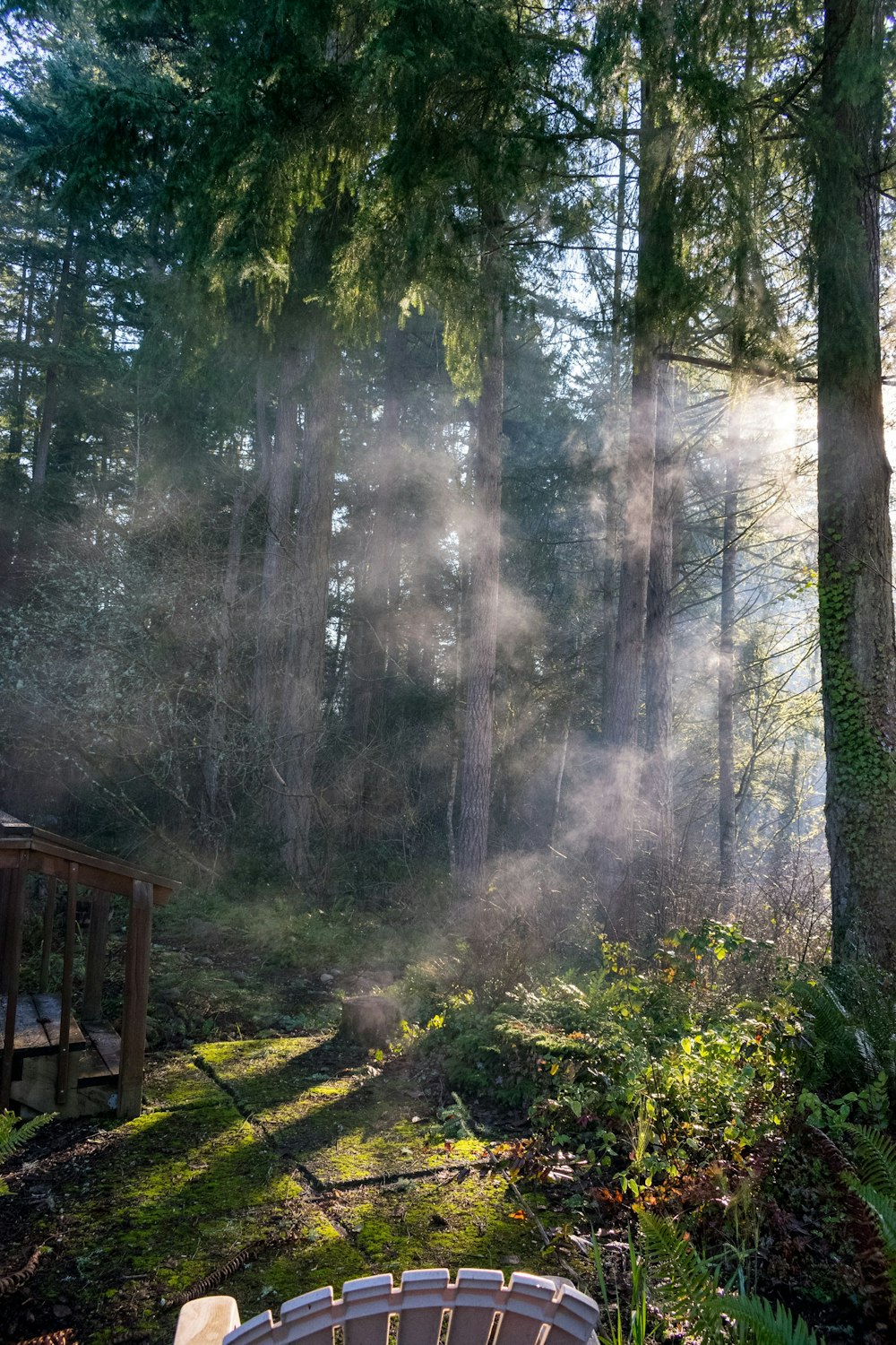 a bench sitting in the middle of a forest