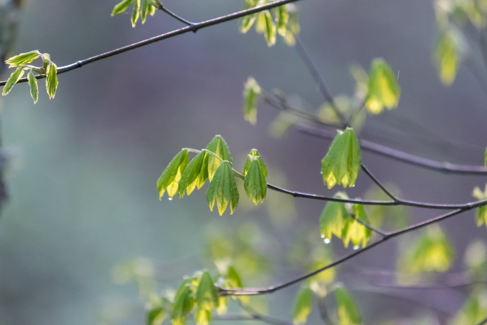 a close up of a tree branch with green leaves