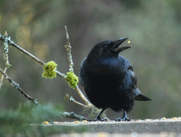 A black crow perches on a wooden surface with its beak slightly open, holding a small piece of food. The background features a blurred mix of green and brown hues, and a branch covered in green moss extends diagonally across the frame.