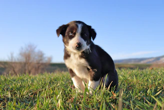 A playful Bichon Frise sitting on a grassy field under a clear blue sky.