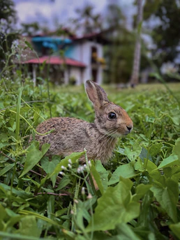 A cozy homestead garden with rabbits nibbling on fresh greens under a warm sun.