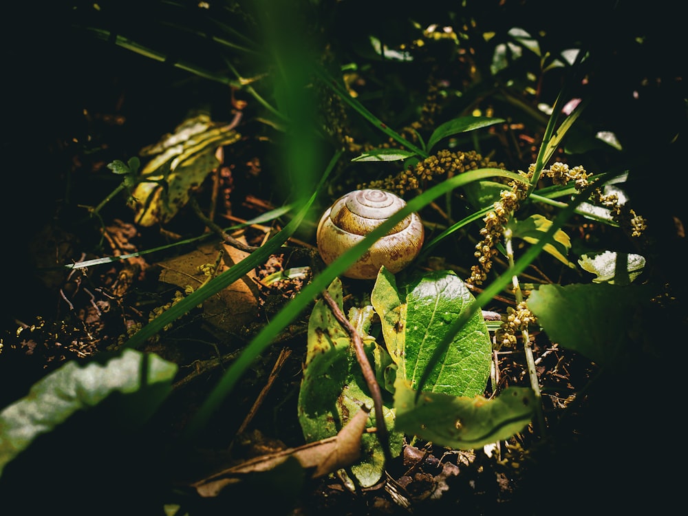 a snail is sitting on the ground in the grass