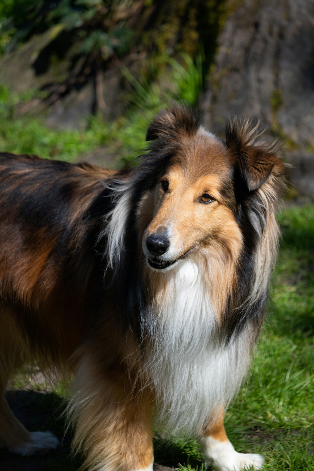 a brown and white dog standing on top of a lush green field