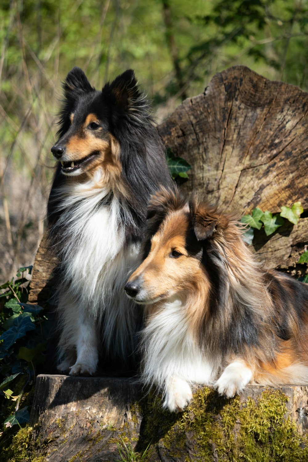 a couple of dogs sitting on top of a tree stump