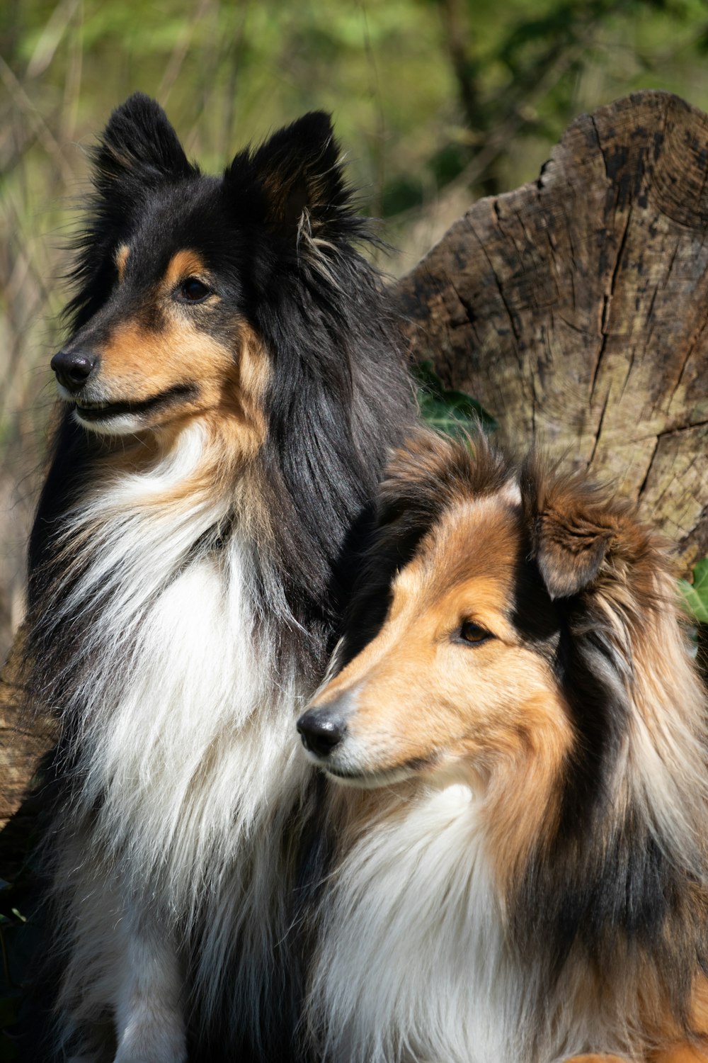 a couple of dogs sitting next to each other