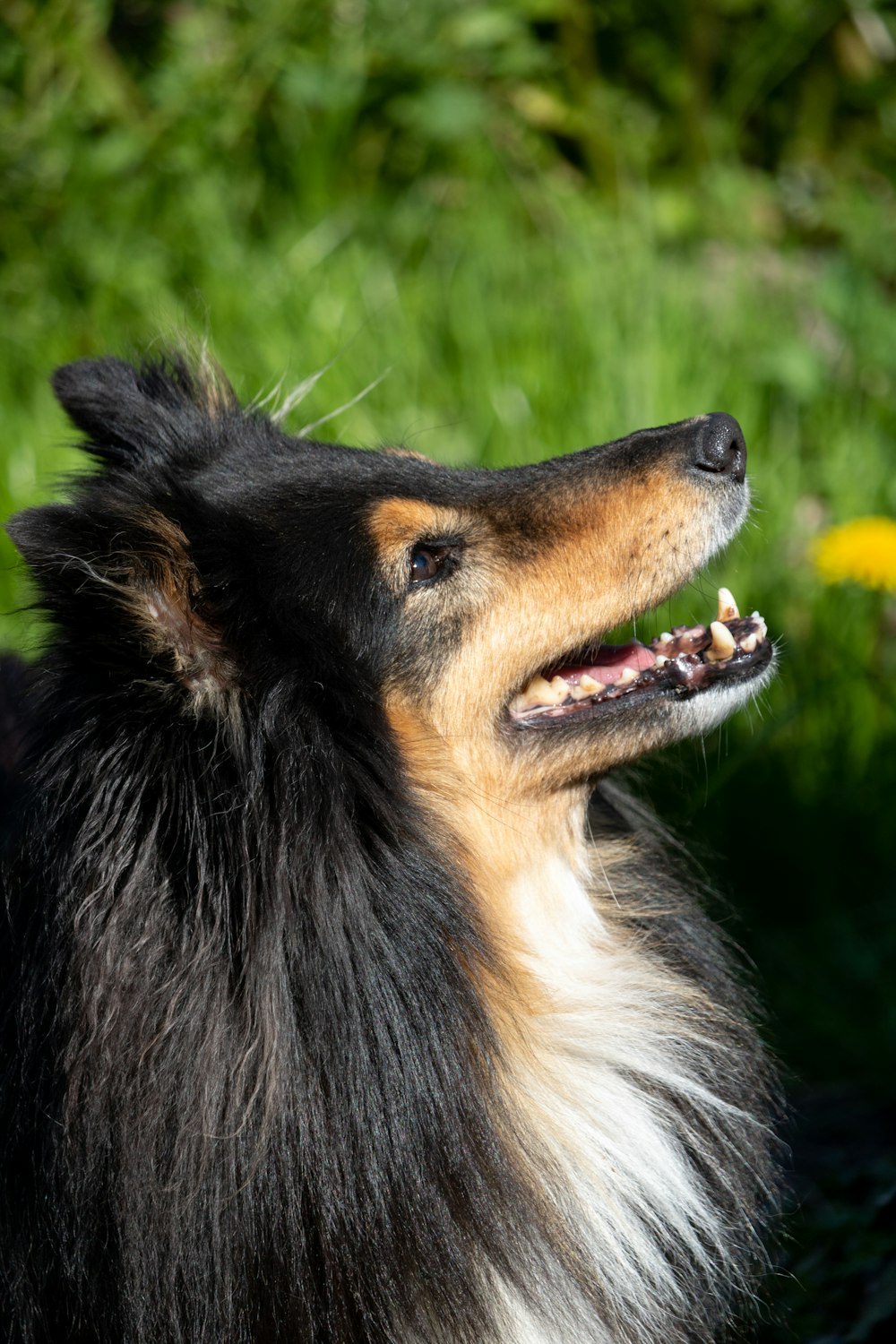 a black and brown dog sitting on top of a lush green field