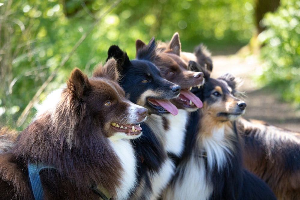 a group of dogs standing next to each other