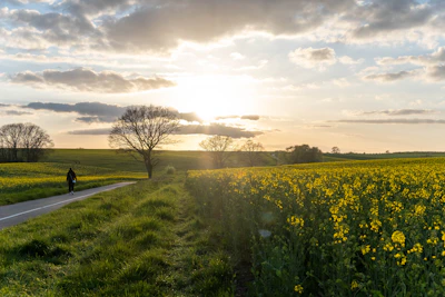 A serene scene of a traveler pausing at a sunlit crossroads surrounded by nature’s soft hues.