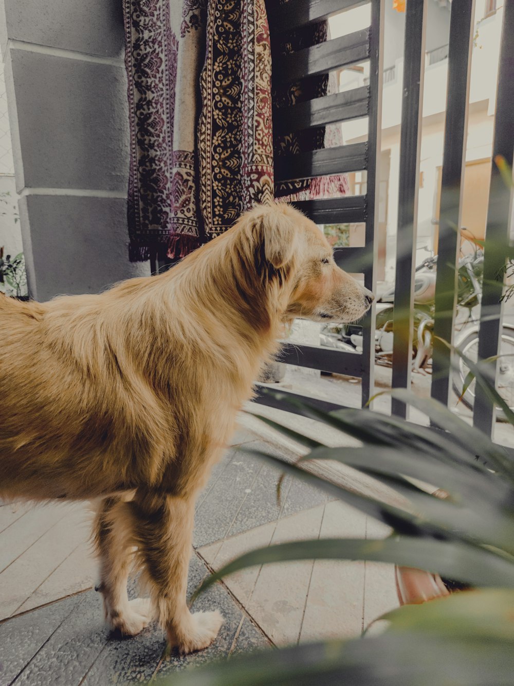 a large brown dog standing on top of a sidewalk