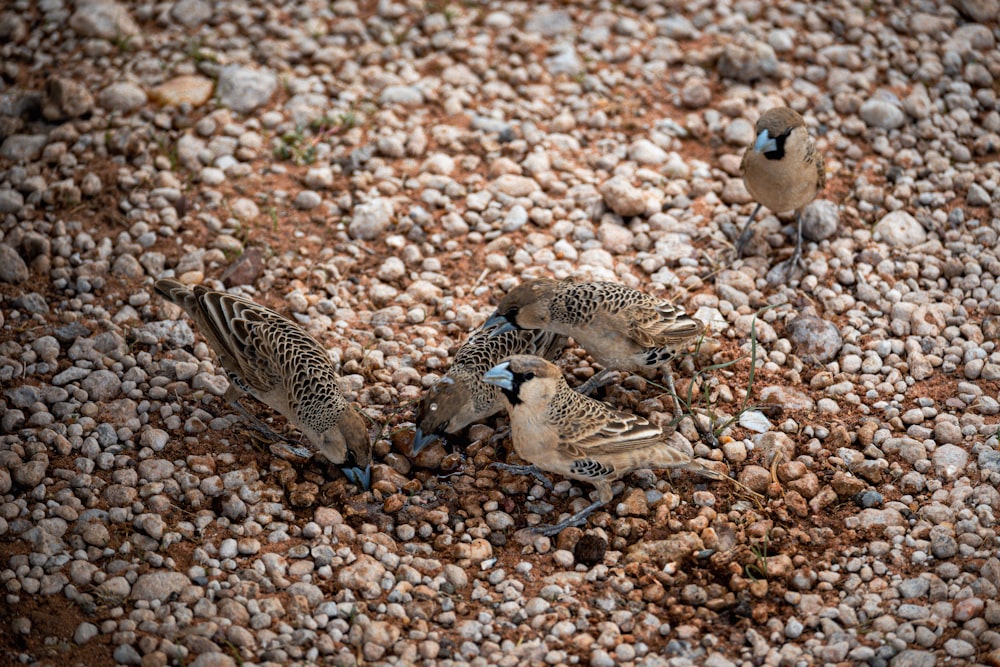 a group of birds standing on top of a rocky ground