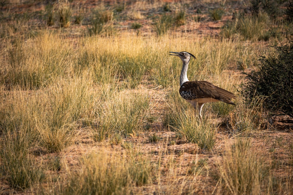 a large bird standing in a dry grass field