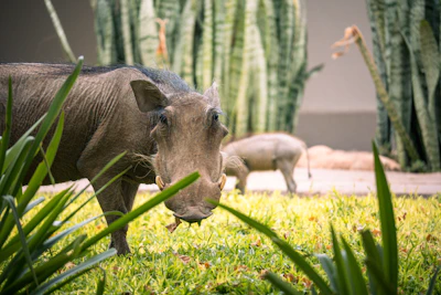 Warthogs grazing near the walking path just outside the lodge.