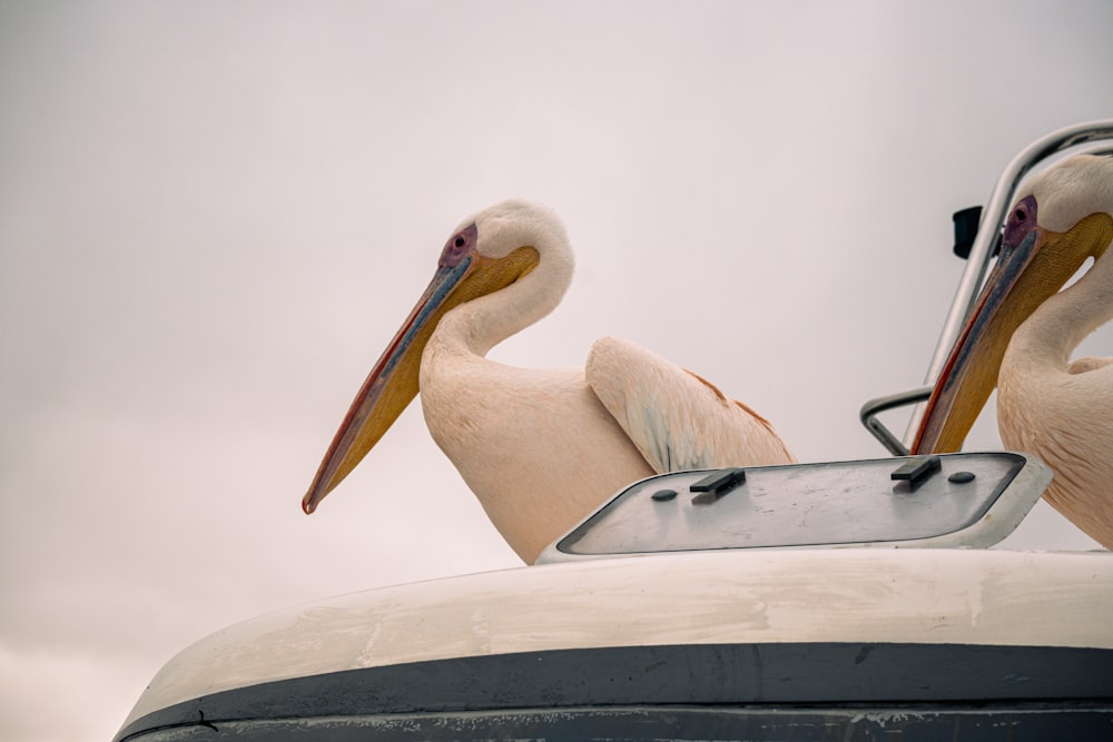 two pelicans sitting on top of a vehicle