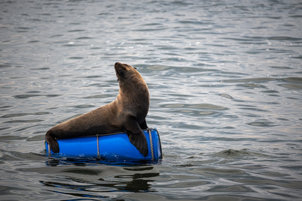 a sea lion sitting on a blue barrel in the water