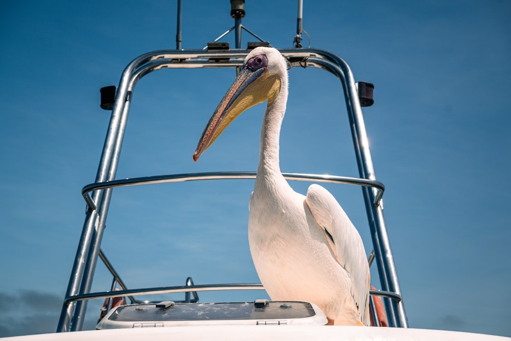 a large white bird standing on top of a boat