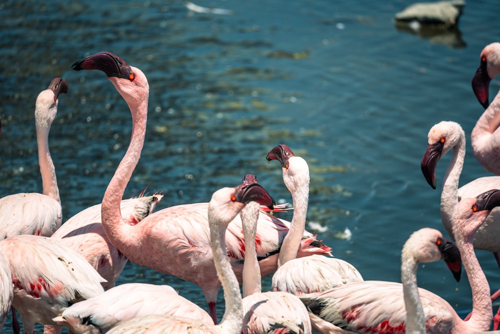 a flock of flamingos standing next to a body of water