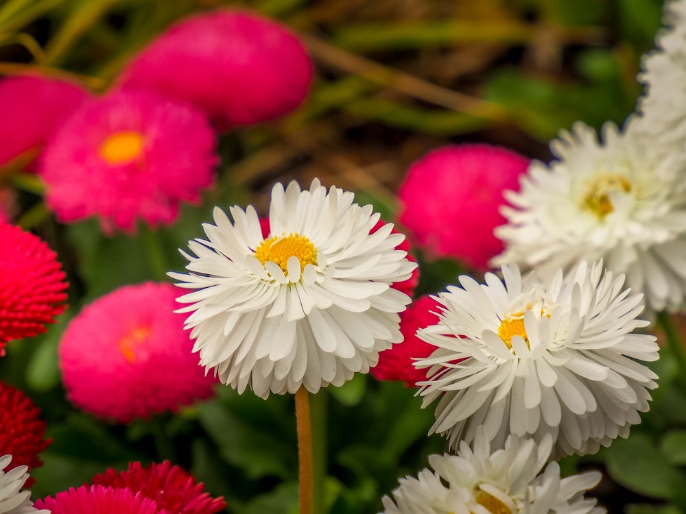 Foto Un ramo de flores que están en la hierba – Imagen Polonia gratis en  Unsplash