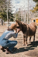 a person kneeling down petting a small horse
