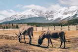 A peaceful pasture with several micro mini donkeys grazing under a bright blue sky.