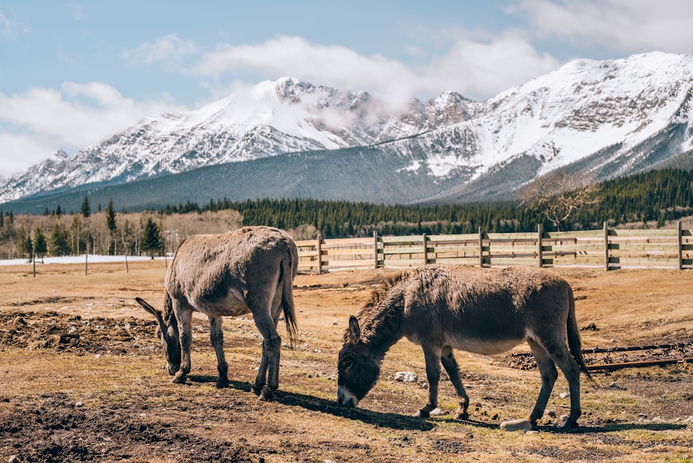 two donkeys grazing in a field with mountains in the background