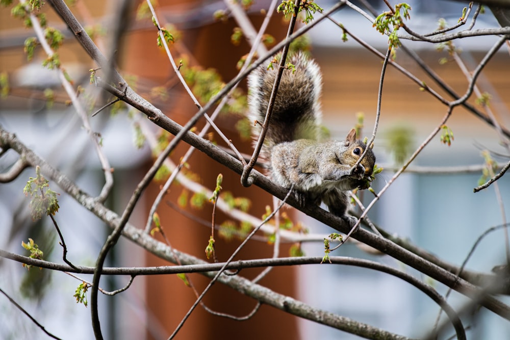 a squirrel is sitting on a tree branch