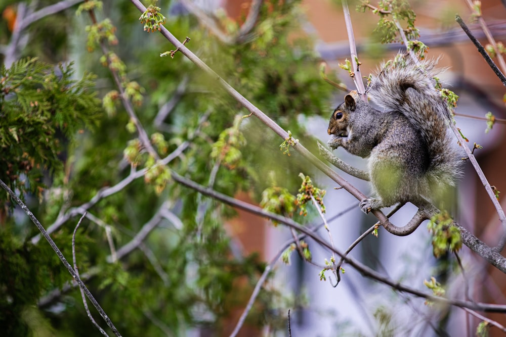 a squirrel is sitting on a tree branch