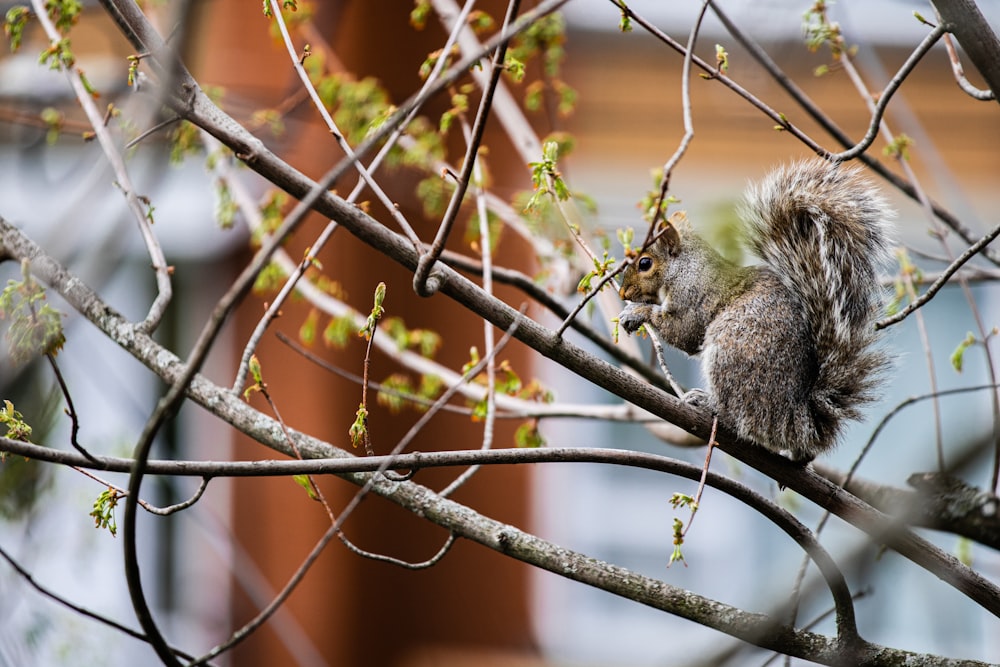 a squirrel is sitting on a tree branch