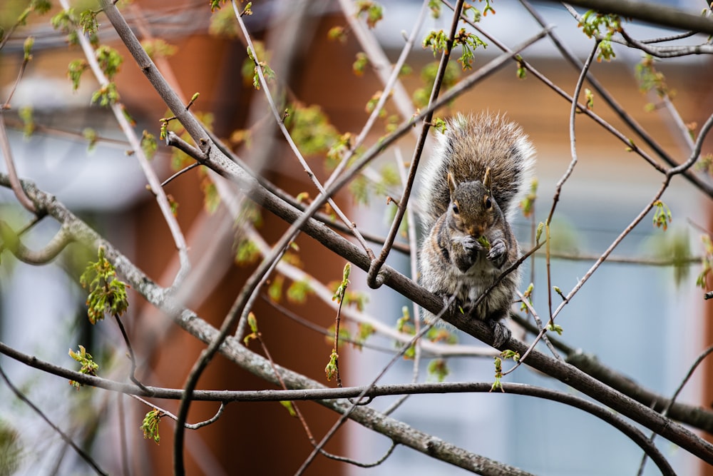 a squirrel is sitting on a tree branch