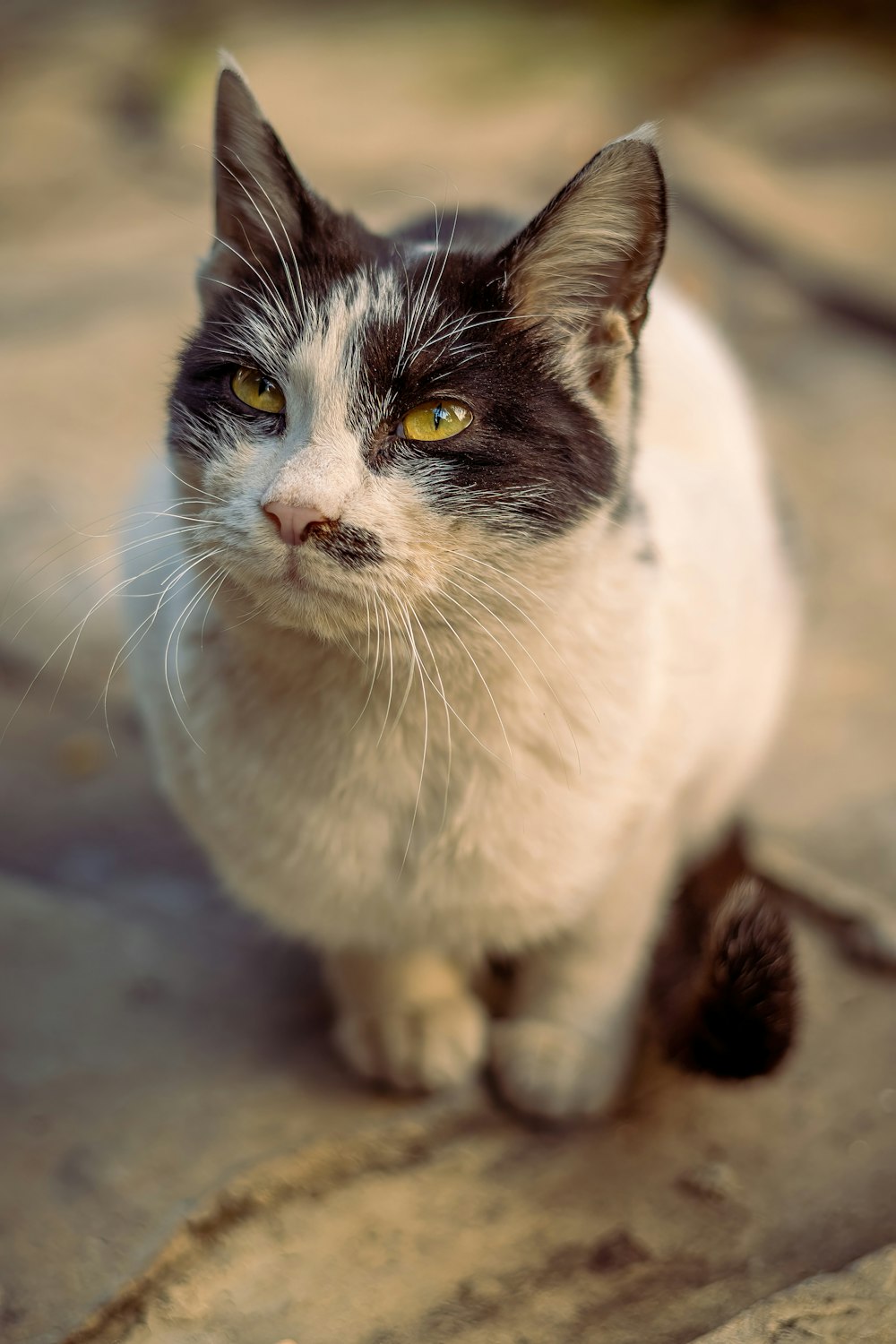 um gato preto e branco com olhos amarelos