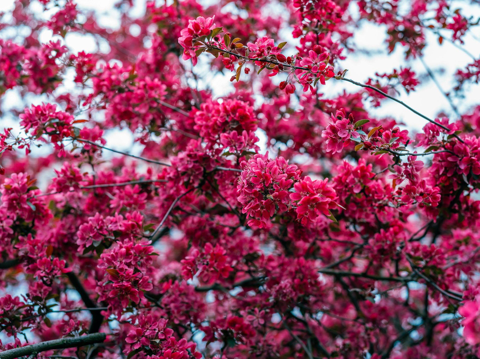 a tree filled with lots of pink flowers