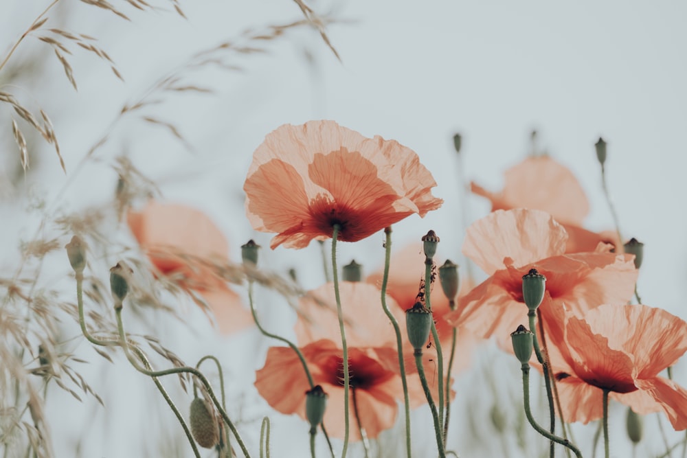 a bunch of flowers that are in the grass