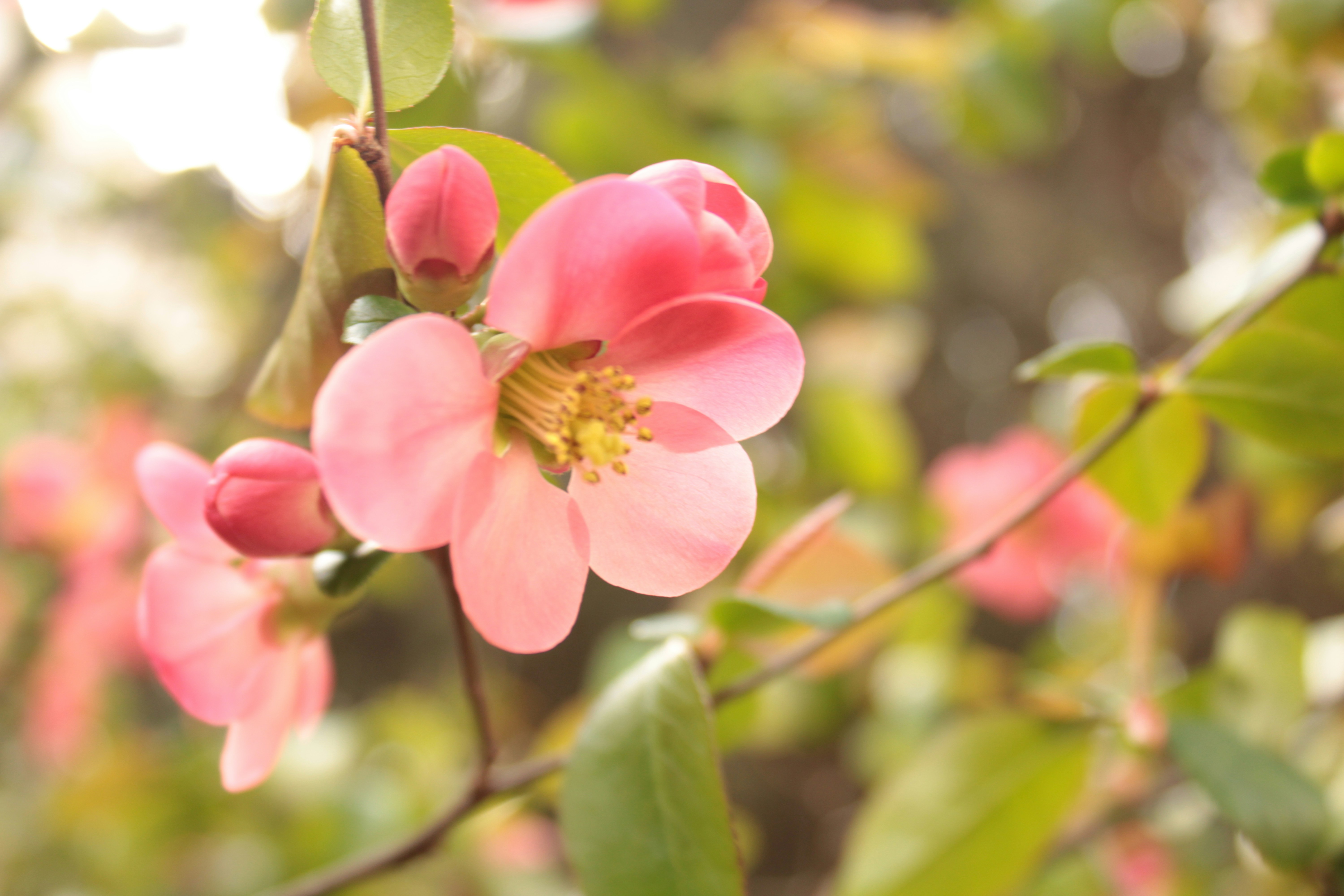 Photo by thorai9akira