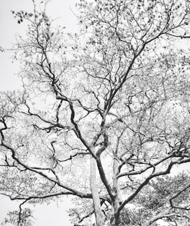 A tree with intricate, sprawling branches and sparse leaves forms a web-like pattern against a pale sky. The photo captures the tree in monochrome, emphasizing the complex structure and natural elegance of the branches.