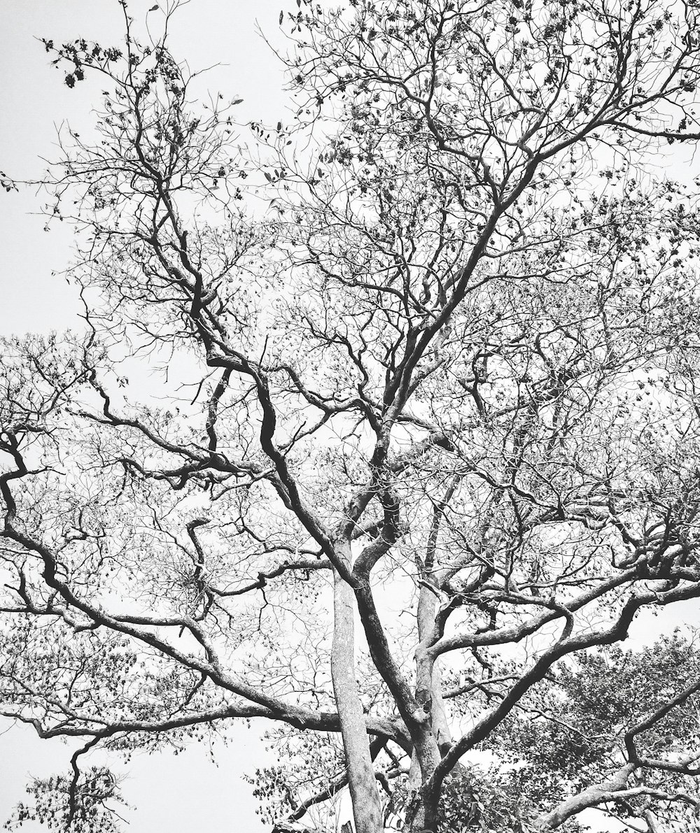 a black and white photo of a tree