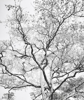 A tree with intricate, sprawling branches and sparse leaves forms a web-like pattern against a pale sky. The photo captures the tree in monochrome, emphasizing the complex structure and natural elegance of the branches.