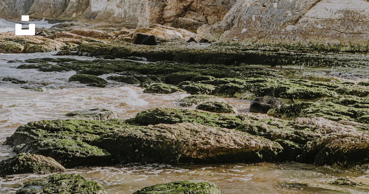 Moss Rocks Shore A rocky shore with green moss growing on the rocks photo – Free Beach ...