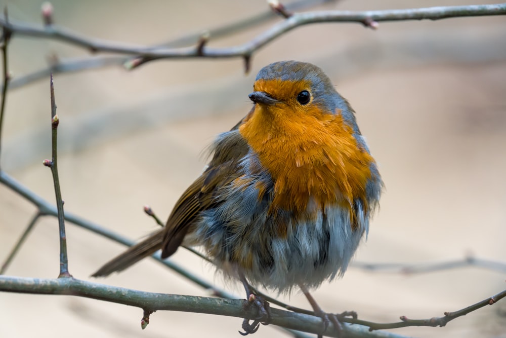 a small bird sitting on a tree branch