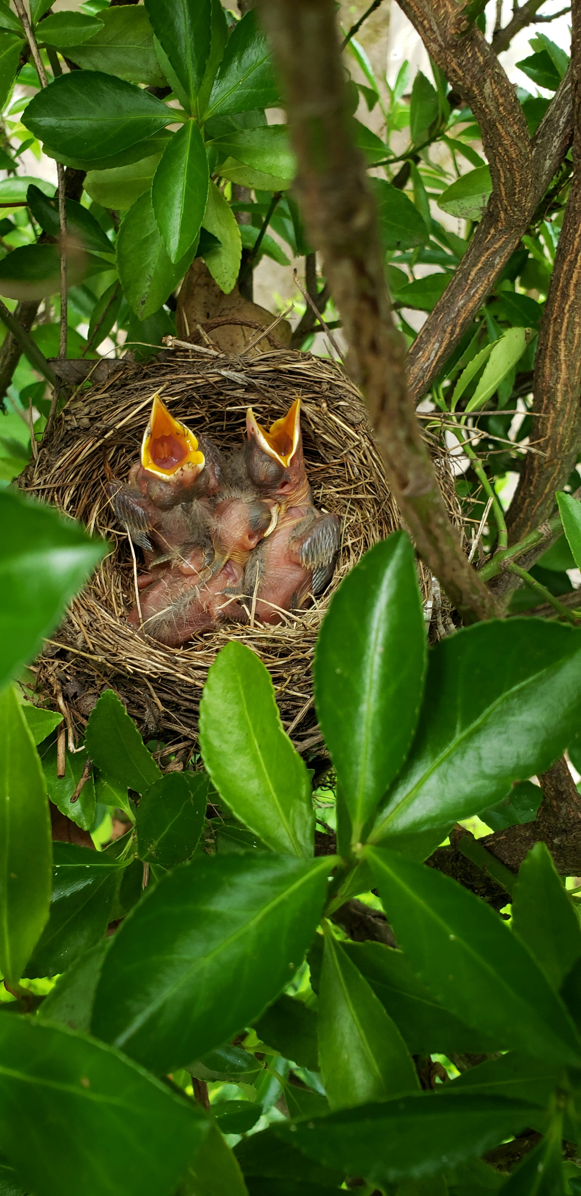 The Parent Birds Are Probably Still Around (image credits: unsplash)