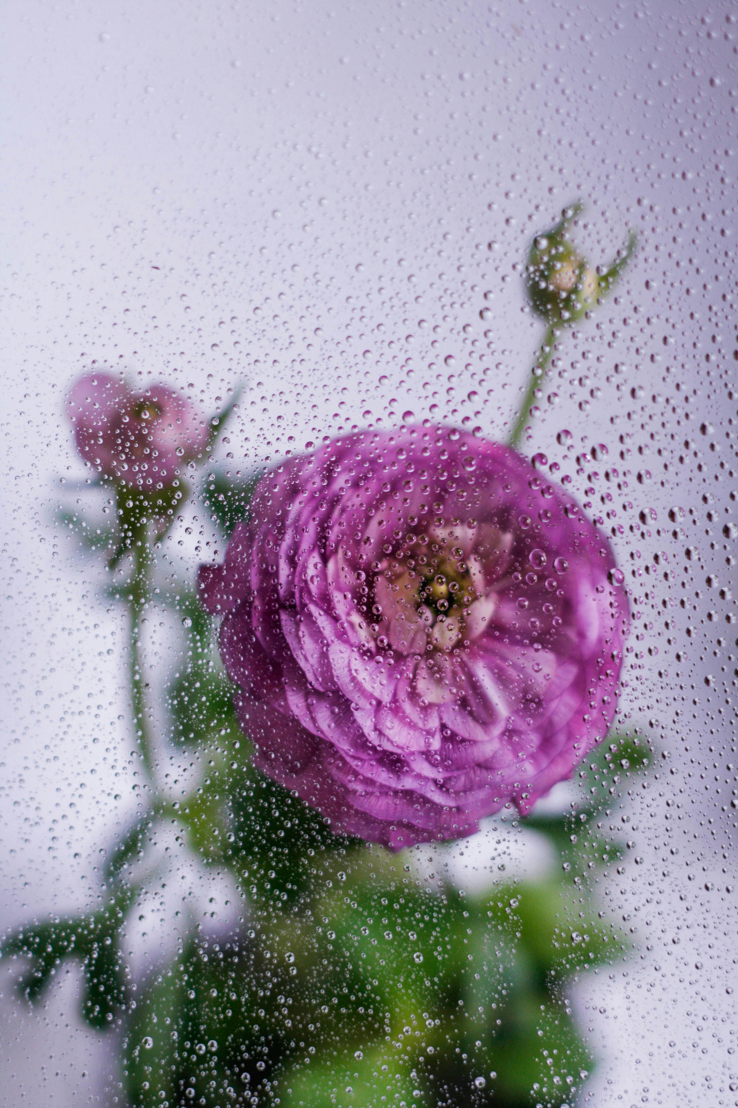a purple flower sitting on top of a window
