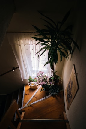 a potted plant sitting on top of a wooden table