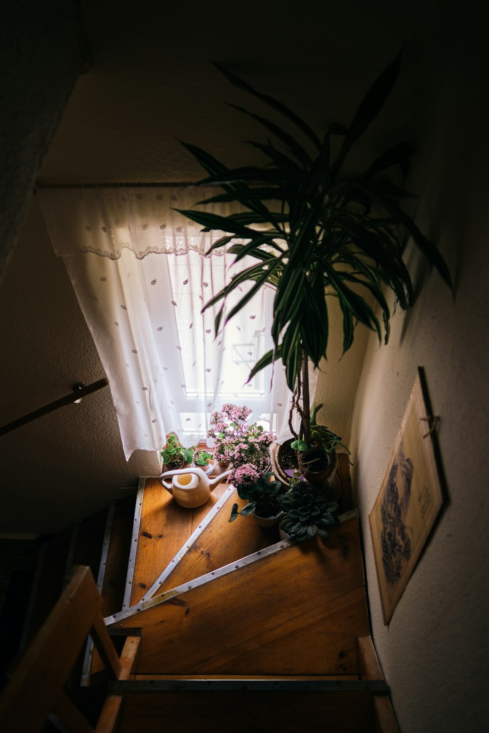 a potted plant sitting on top of a wooden table