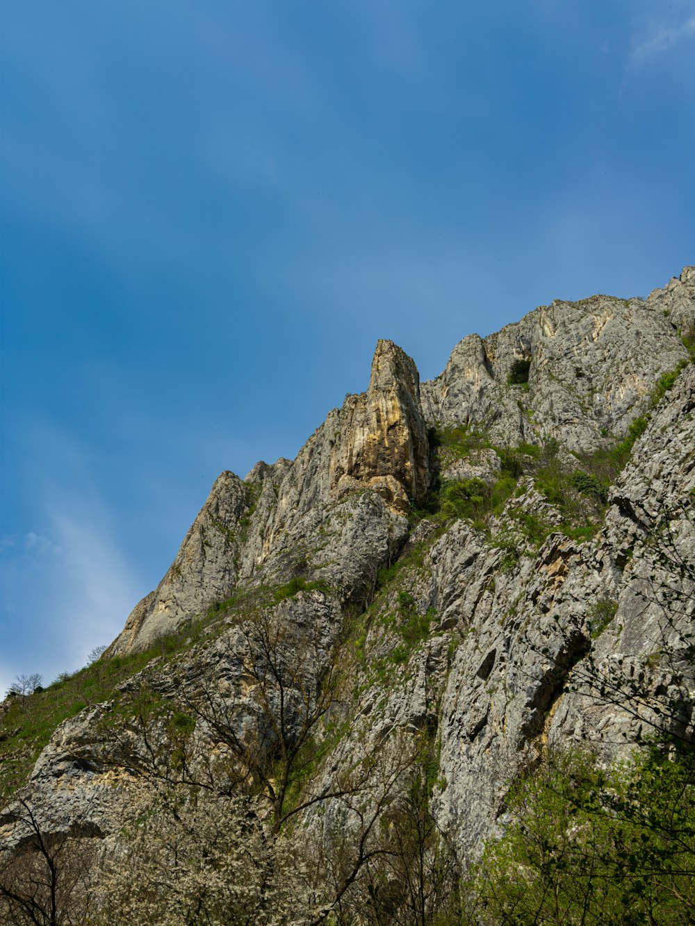 a rocky mountain with a tree growing on it